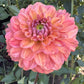 Sweet Nectar Dahlia