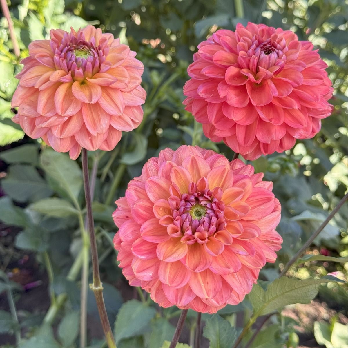 Sweet Nectar Dahlia