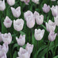 Silver Cloud Tulip Bulbs