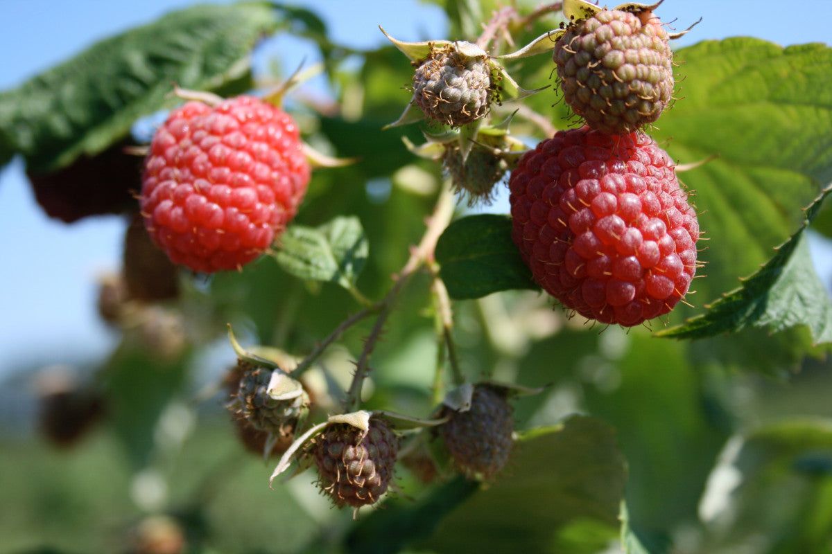 Rubus ‘SK Mammoth’ Summer Bearing Raspberry