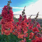 Madame Butterfly Cherry Bronze F1 Snapdragon Seeds online shopping