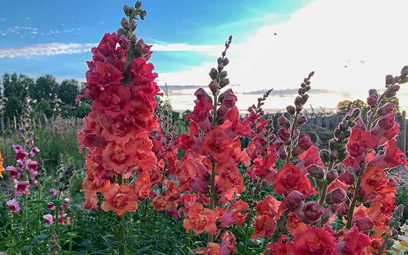 Madame Butterfly Cherry Bronze F1 Snapdragon Seeds online shopping