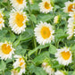 ProCut White Lite F1 Sunflower Seeds online shopping