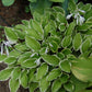 So Sweet Hosta Plant
