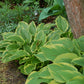 So Sweet Hosta Plant