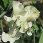 Castle Of Mey Sweet Pea seeds online shopping