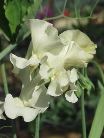 Castle Of Mey Sweet Pea seeds online shopping