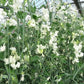 Castle Of Mey Sweet Pea seeds online shopping