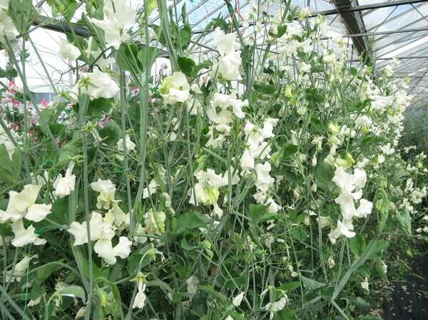 Castle Of Mey Sweet Pea seeds online shopping
