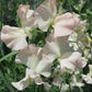 Castlewellan Sweet Pea seeds online shopping