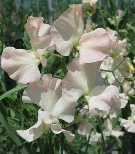 Castlewellan Sweet Pea seeds online shopping
