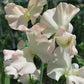Castlewellan Sweet Pea seeds online shopping
