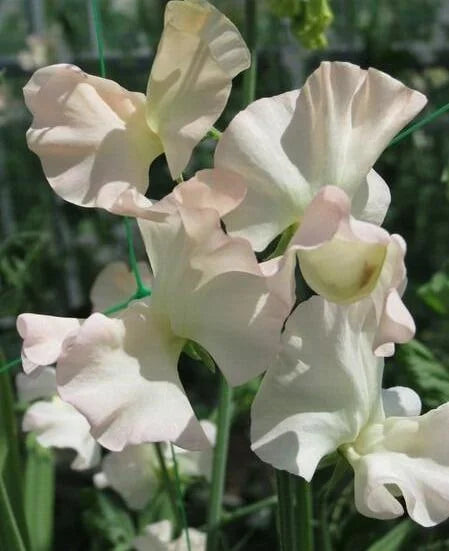 Castlewellan Sweet Pea seeds online shopping