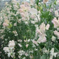 Castlewellan Sweet Pea seeds online shopping
