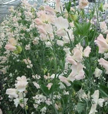 Castlewellan Sweet Pea seeds online shopping