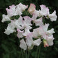Deborah Devonshire Sweet Pea seeds online shopping