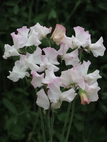 Deborah Devonshire Sweet Pea seeds online shopping