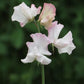 Deborah Devonshire Sweet Pea seeds online shopping