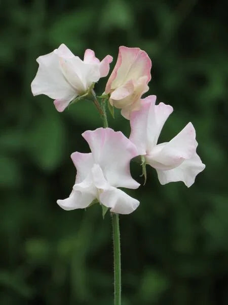 Deborah Devonshire Sweet Pea seeds online shopping