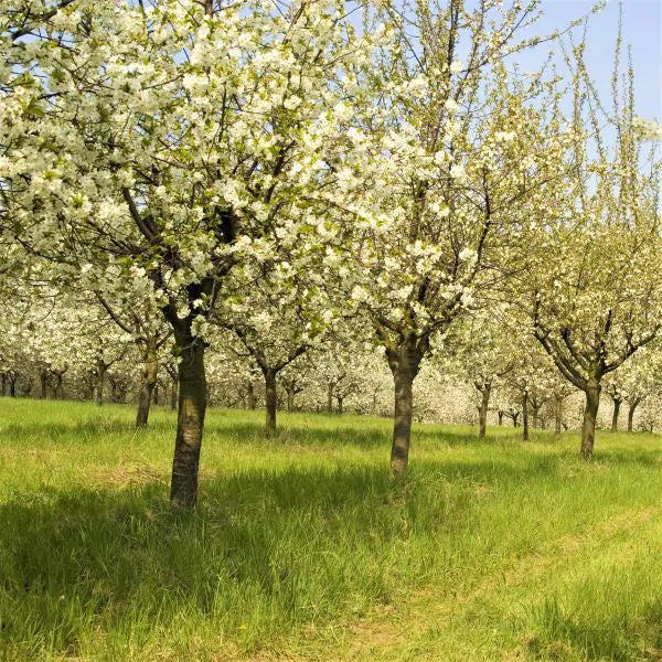 Cherry Tree - Cerisier