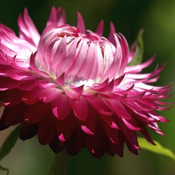 Bright Rose Strawflower Seeds online shopping