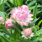 Silvery Rose Strawflower Seeds online shopping
