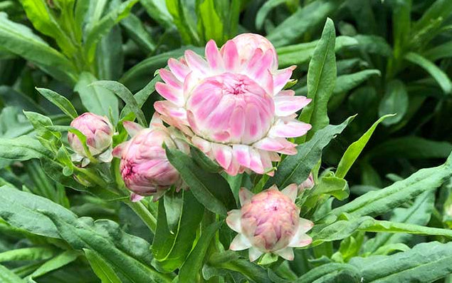 Silvery Rose Strawflower Seeds online shopping