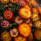 King Size Orange Strawflower Seeds online shopping