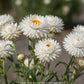 White Strawflower Seeds online shopping
