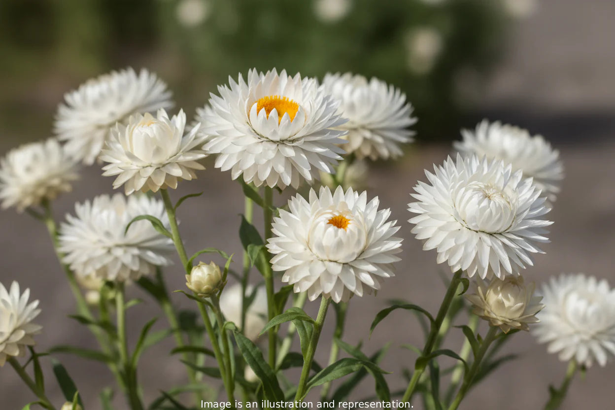 White Strawflower Seeds online shopping