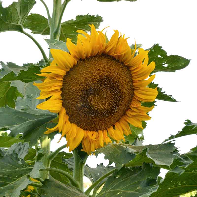 Incredible Sunflower Seeds online shopping