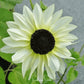 Italian White Sunflower Seeds online shopping