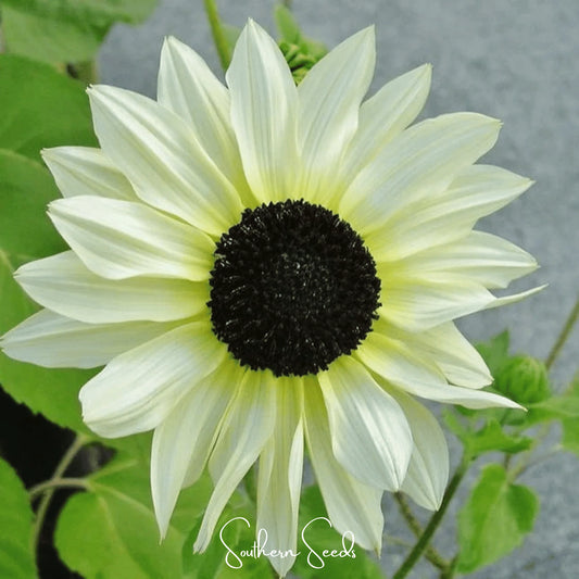 Italian White Sunflower Seeds online shopping