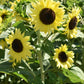Lemon Queen Sunflower Seeds online shopping