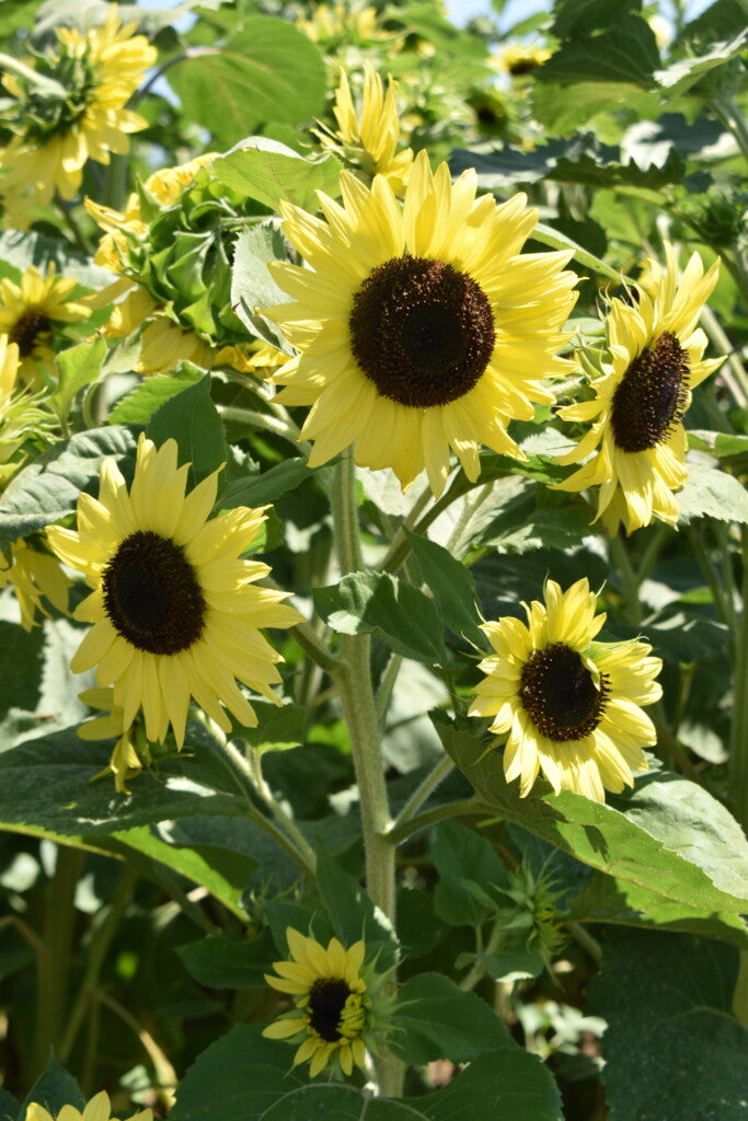 Lemon Queen Sunflower Seeds online shopping