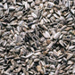 Mongolian Giant Sunflower Seeds online shopping