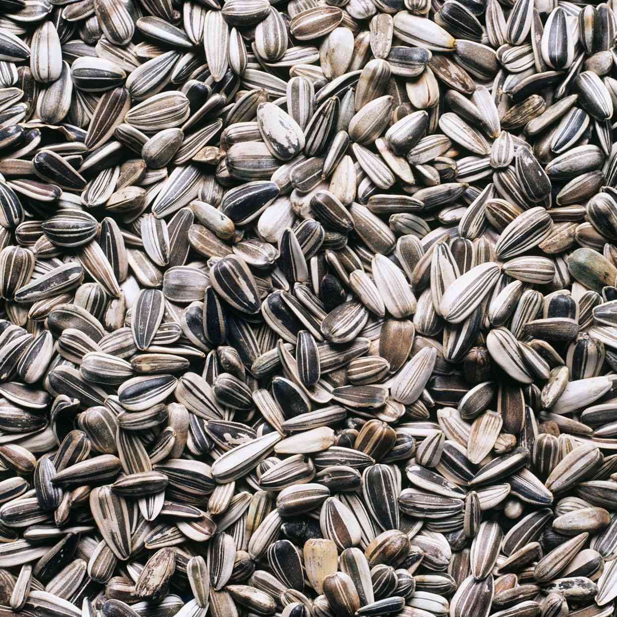 Mongolian Giant Sunflower Seeds online shopping