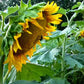 Dwarf Sunspot Sunflower Seeds online shopping