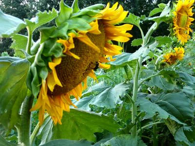 Dwarf Sunspot Sunflower Seeds online shopping