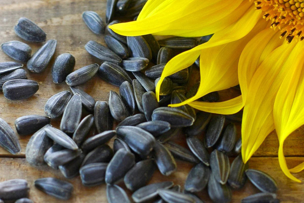 Peredovik Sunflower Seeds online shopping