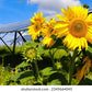 Solar Power Sunflower Seeds online shopping