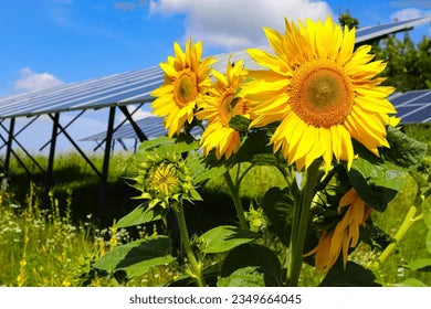 Solar Power Sunflower Seeds online shopping
