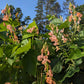 Sunset Runner Bean Seeds online shopping