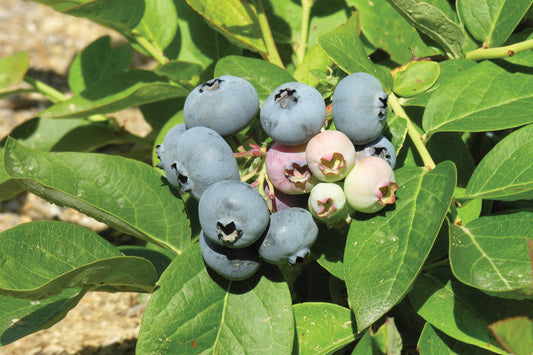 Superior Mid Season Highbush Blueberry Plant