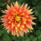 Swan’s Sunset Dahlia