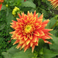 Swan’s Sunset Dahlia