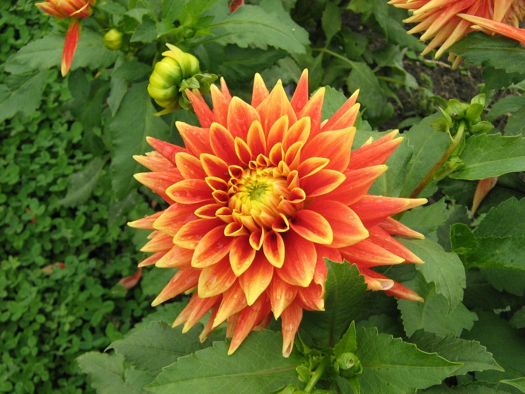 Swan’s Sunset Dahlia