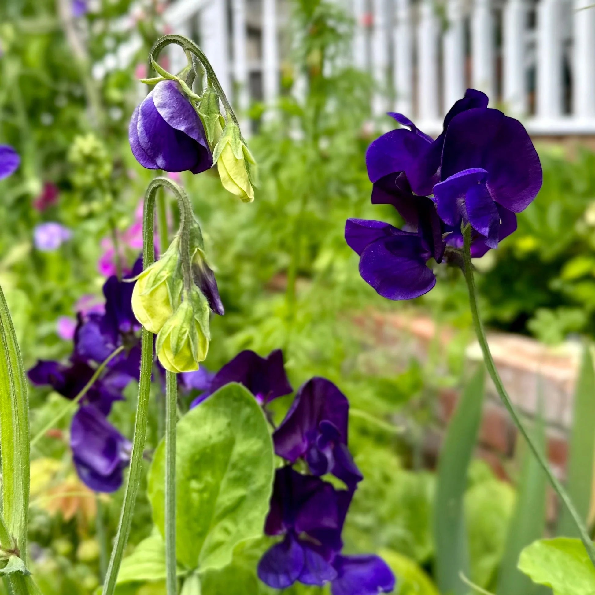 My Navy Sweet Pea seeds online shopping