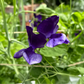My Navy Sweet Pea seeds online shopping