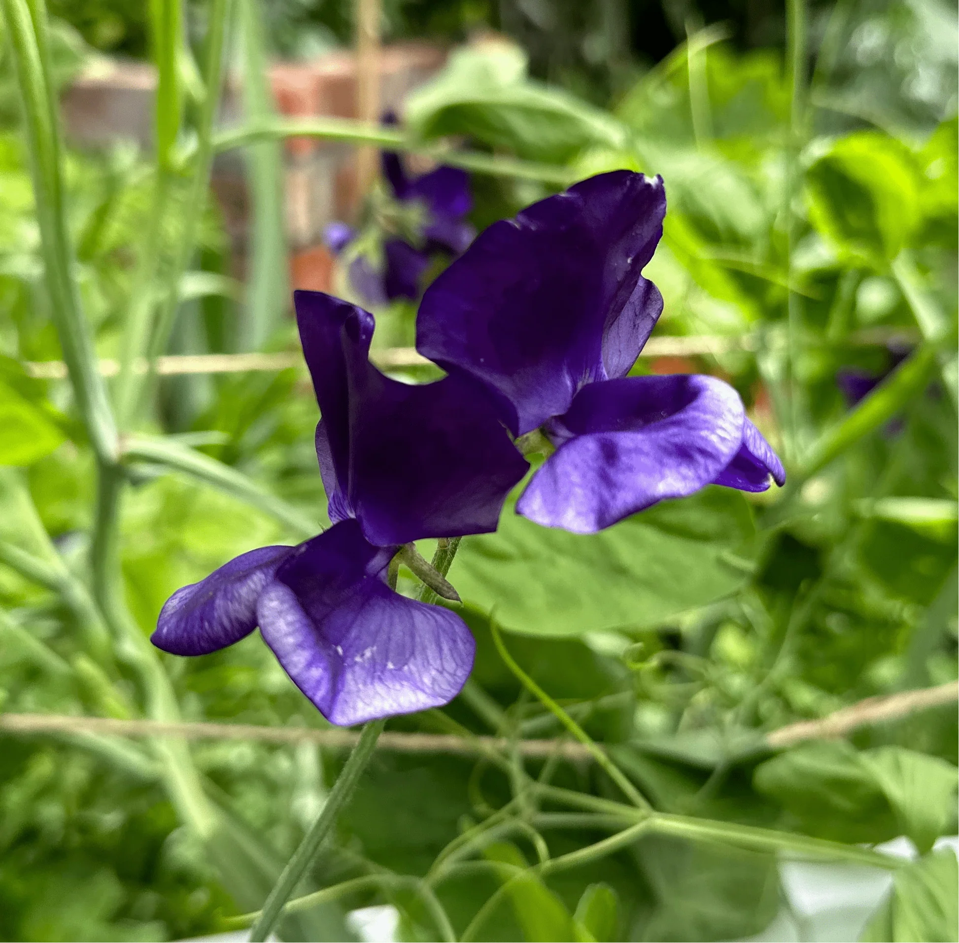 My Navy Sweet Pea seeds online shopping